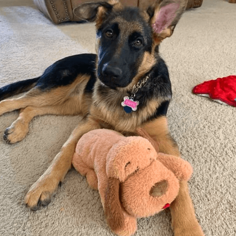 Calmee™ Companion - A Mother's Heart beat