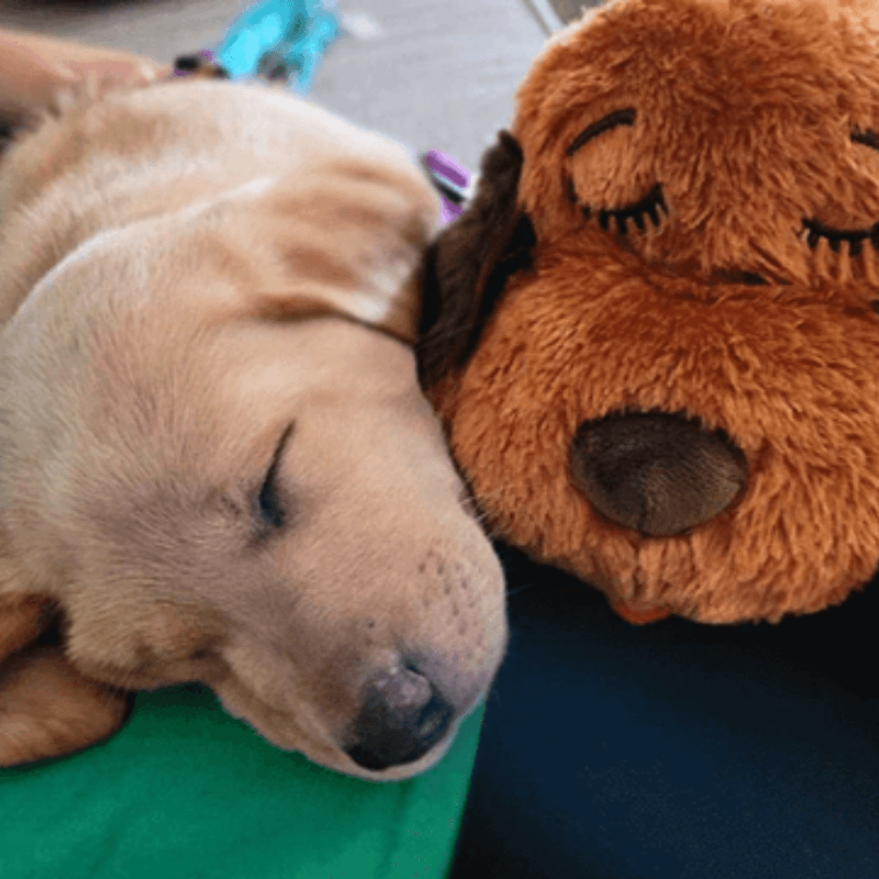 Calmee™ Companion - A Mother's Heart beat