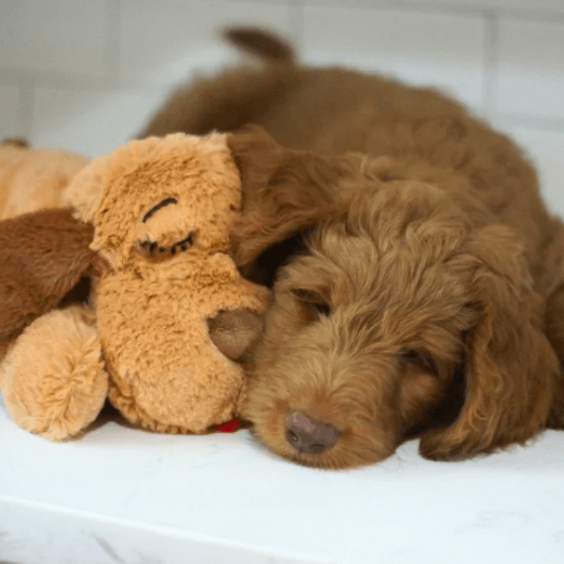 Calmee™ Companion - A Mother's Heart beat