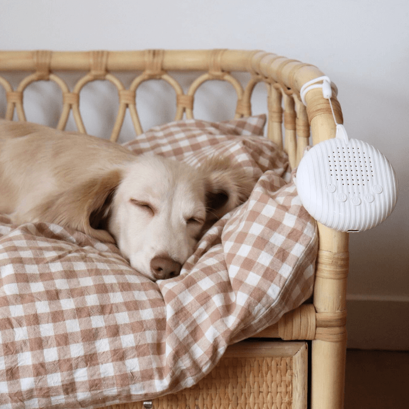 Calmee⢠Gifting Bundle