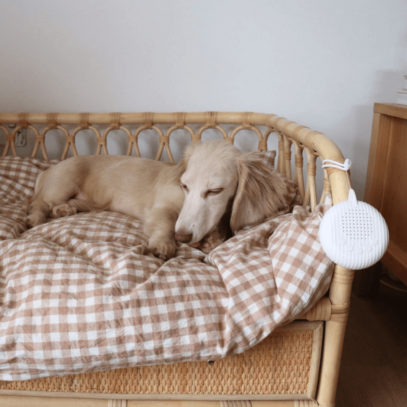 Calmee⢠Gifting Bundle